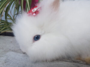 coelhos-com-olhos-azuis