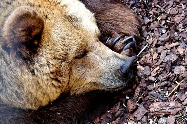 urso castanho hibernando