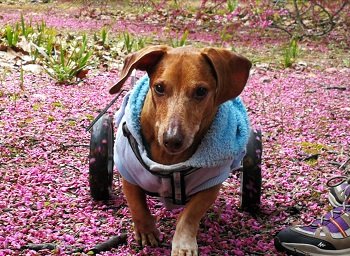 Como Cuidar de um Cão Paraplegico