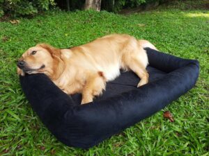 camas-resistentes-para-cachorros