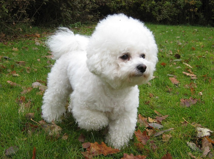 Bichon Bolonhês