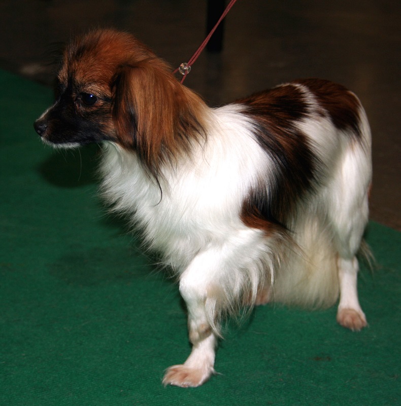 Spaniel Anão Continental